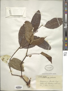 Image of Psorospermum staudtii