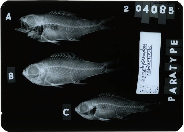 Symphysanodon octoactinus image