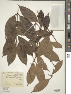 Garcinia ovalifolia image