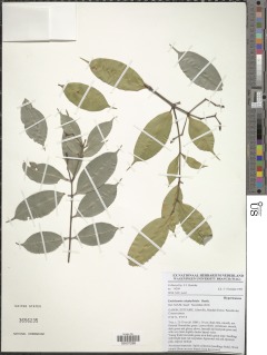 Endodesmia calophylloides image