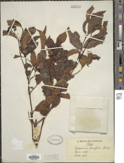 Psorospermum tenuifolium image