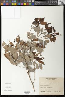 Image of Psychotria fruticetorum