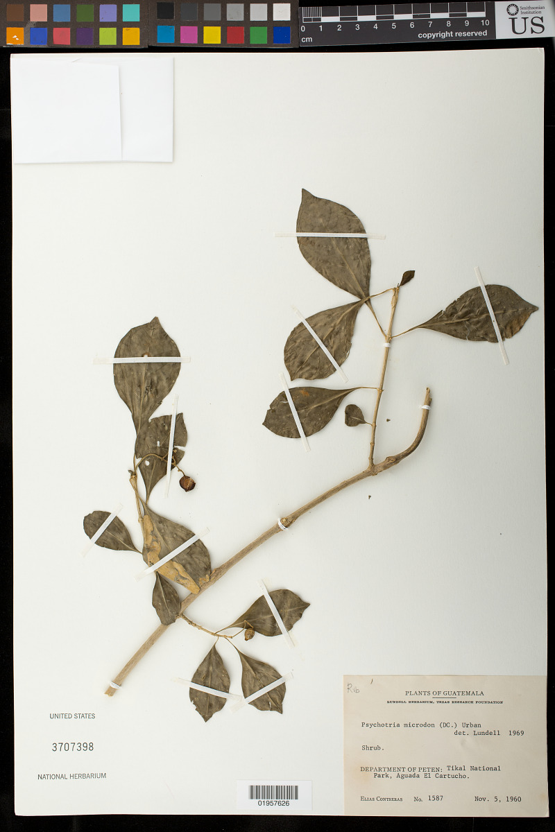 Psychotria microdon image