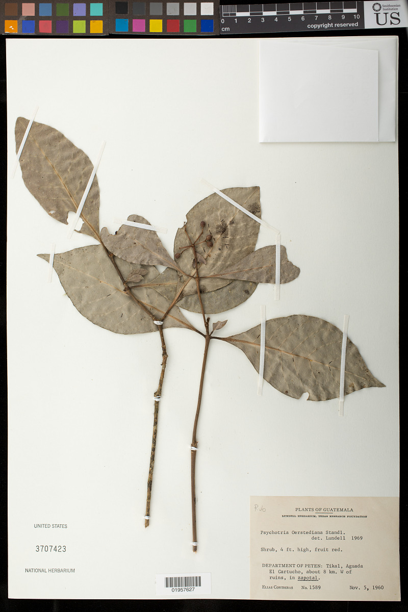 Psychotria oerstediana image