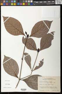 Psychotria oerstediana image