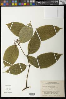 Image of Psychotria cuspidata