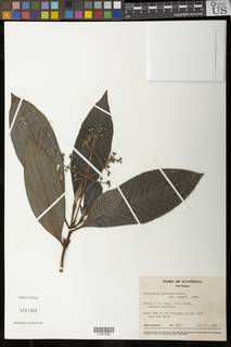 Psychotria rufescens image