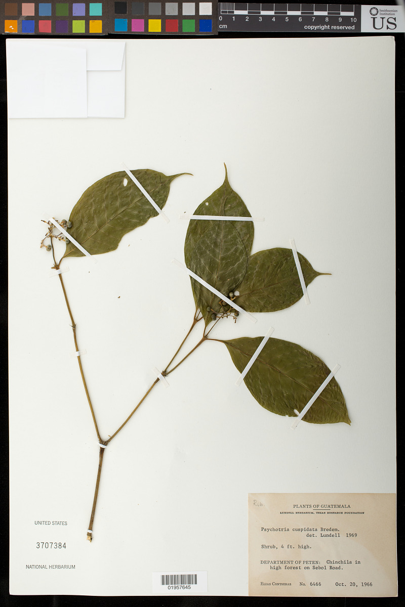 Psychotria cuspidata image