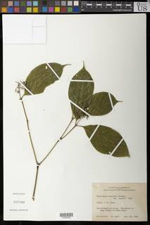 Psychotria cuspidata image