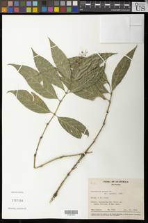 Image of Psychotria patens