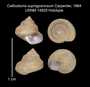 Calliostoma supragranosum image