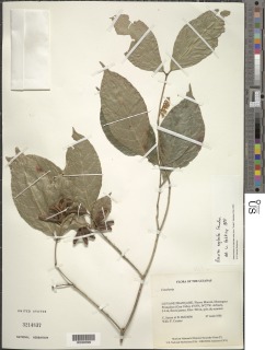 Image of Rinorea pubiflora