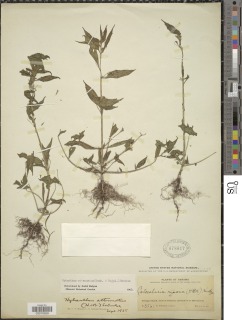 Hybanthus attenuatus image
