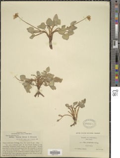 Viola purpurea subsp. aurea image