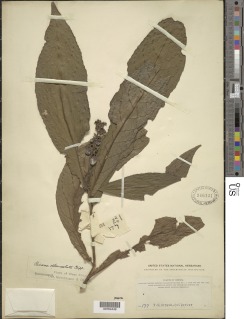 Rinorea oblanceolata image