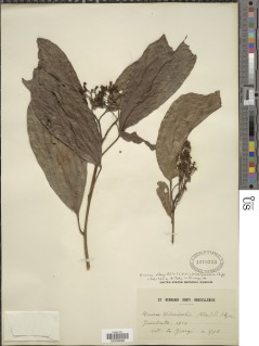 Rinorea oblongifolia image