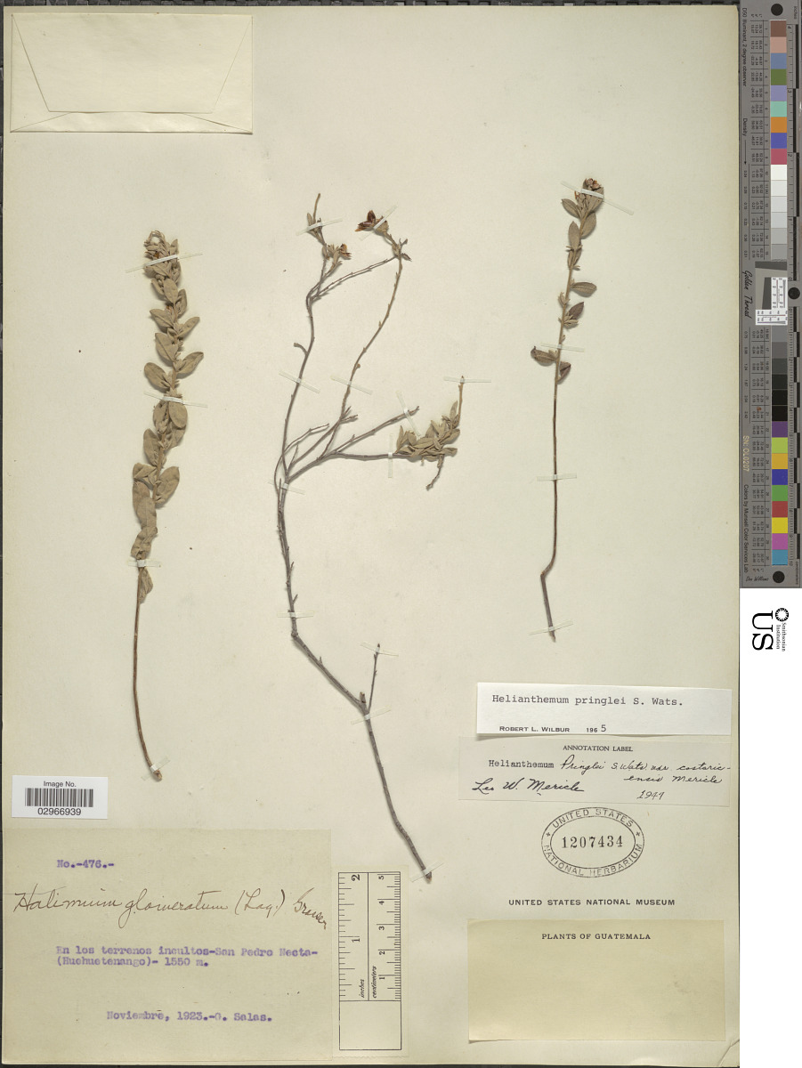 Crocanthemum pringlei image