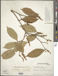 Image of Rinorea pubiflora