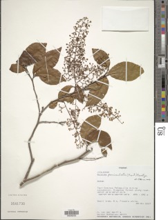 Image of Rinorea paniculata