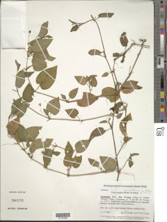 Image of Viola scandens