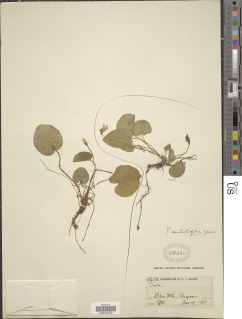 Image of Viola centellifolia