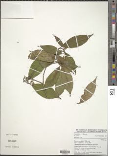 Image of Rinorea cerasifolia