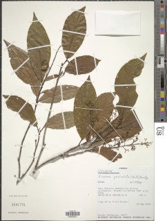 Rinorea paniculata image