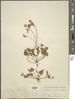 Viola cuneata image