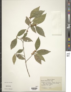 Rinorea breviracemosa image