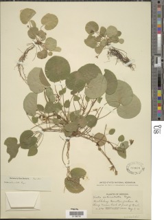 Viola orbiculata image