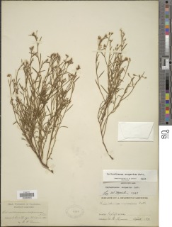Crocanthemum suffrutescens image