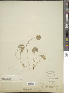 Viola guatemalensis image