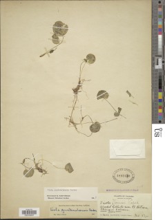 Image of Viola guatemalensis