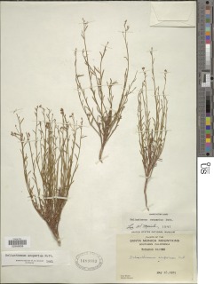 Crocanthemum suffrutescens image