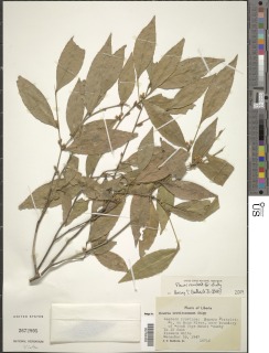 Rinorea breviracemosa image