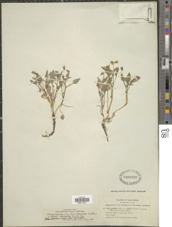 Viola purpurea subsp. venosa image