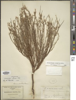 Image of Crocanthemum suffrutescens