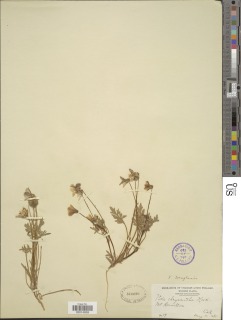 Viola douglasii image