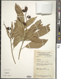Rinorea campoensis image