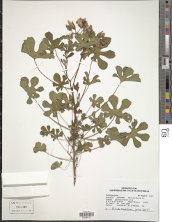 Image of Cochlospermum palmatifidum