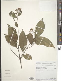 Rinorea exappendiculata image