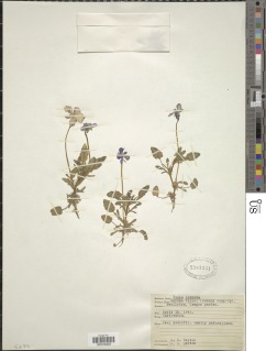 Image of Viola cornuta