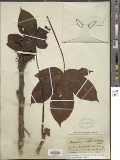 Image of Cochlospermum vitifolium