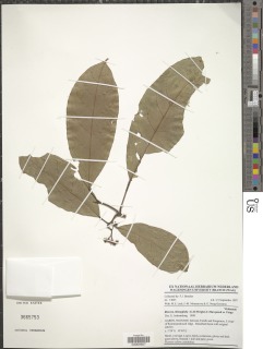 Image of Rinorea oblongifolia