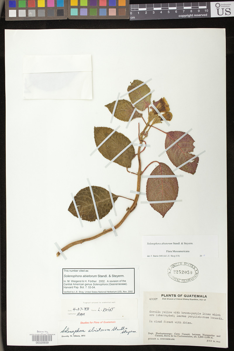 Solenophora abietorum image