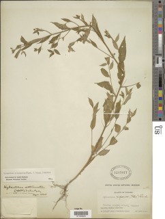 Hybanthus attenuatus image