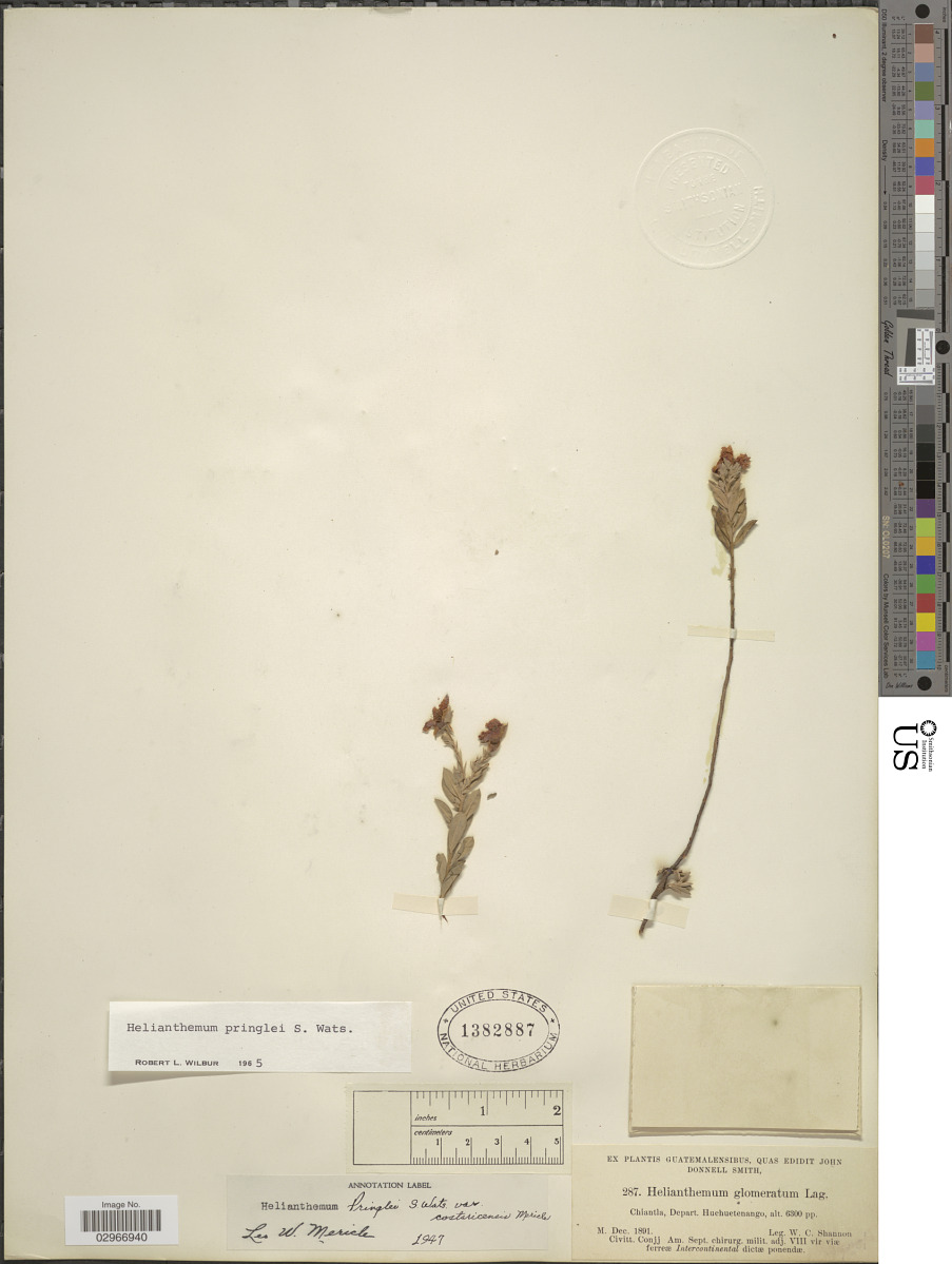 Crocanthemum pringlei image