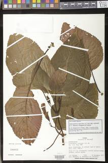 Solenophora calycosa image