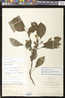 Image of Solenophora wilsonii