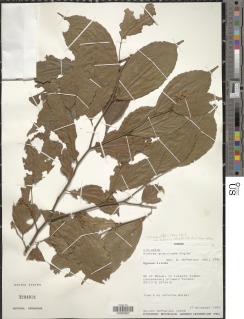 Rinorea angustifolia subsp. engleriana image